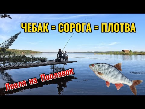 Видео: ЛОВЛЯ ПЛОТВЫ НА ПОПЛАВОЧНУЮ УДОЧКУ (Бешеный клев!)