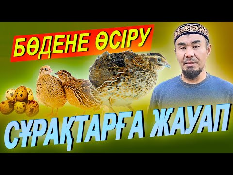 Видео: БӨДЕНЕ ӨСІРУ ///  СҰРАҚТАРҒА ЖАУАП