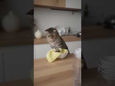 Видео: Кот понял, что кастрация близко — и начал убирать дом!