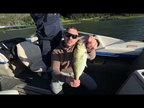 Видео: Классная рыбалка на Американского Шеда или Селедка