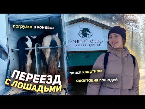 Видео: 🏡 МОЙ ПЕРЕЕЗД С ЛОШАДЬМИ | Поиск квартиры, перевоз вещей, кота и новая конюшня
