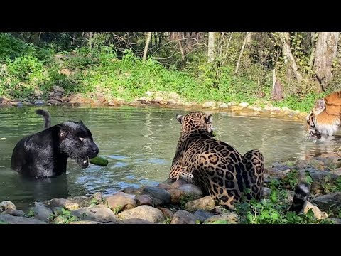 Видео: ТИГР И ЯГУАРЫ ЛОВЯТ ОГУРЦЫ В БАССЕЙНЕ ВСЕ ВМЕСТЕ  в Подмосковном Сафари-парке.