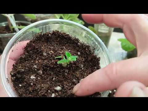 Видео: Детки Глоксинии 🌹🌹🌹