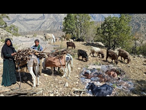 Видео: 🏕️ Кочевая жизнь: сбор дров 🐑 и борьба за выживание в горах 🔥