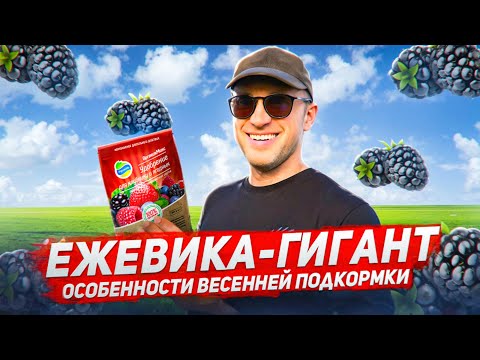 Видео: ЕЖЕВИКА-ГИГАНТ: Особенности весенней подкормки