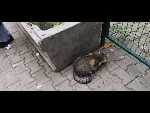 Видео: Сив котарак яде пред магазин