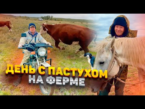 Видео: Обзор фермы. Умные коровы, выносливые пастухи #казахстан #жизнь #путешествия