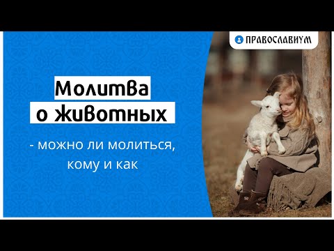 Видео: Молитва о животных — можно ли молиться, кому и как
