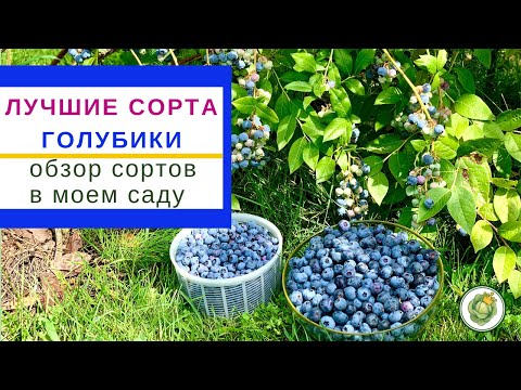 Видео: Как выбрать сорт голубики// Обзор лучших  и самых вкусных сортов// Мои фавориты