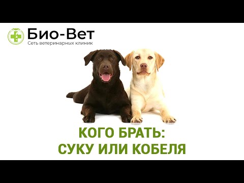 Видео: Кого Брать: Суку Или Кобеля & Кто Лучше: Сука Или Кобель. Ветклиника Био-Вет