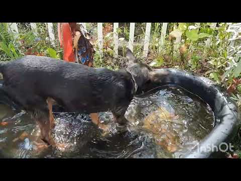 Видео: Микуша разыгрался....🐕🐶