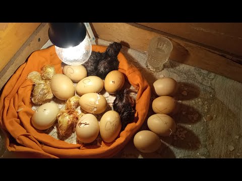 Видео: вопреки всему помогаю цыплятам выйти на белый свет Конец и результат инкубации в картонной коробке