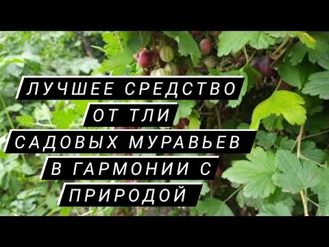 Видео: Уничтожение тли муравьев Уход за кустарниками