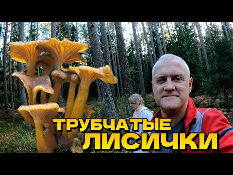 Видео: Идём за грибами! Много Трубчатых лисичек. Подосиновик, моховики  боровики | Латвия