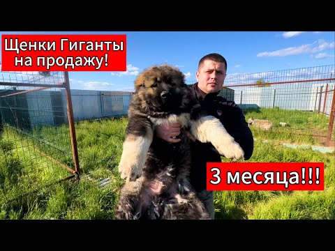 Видео: Ну просто медвежата на продажу щенки кавказской овчарки!