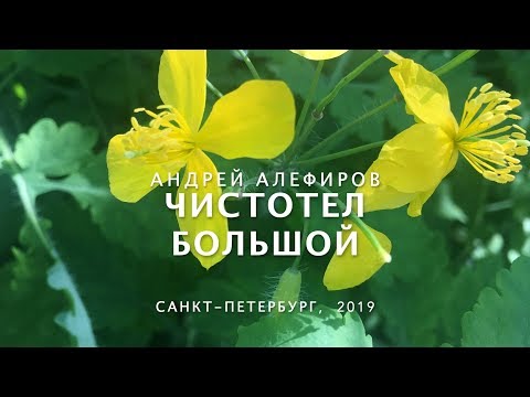Видео: Чистотел большой. Алефиров А.Н.