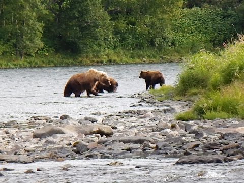 Видео: Путешествие на тёплую землю. Камчатка, август 2014, фильм первый.