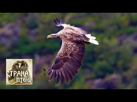 Видео: Аристократы неба. Орланы / Страна птиц @SMOTRIM_KULTURA