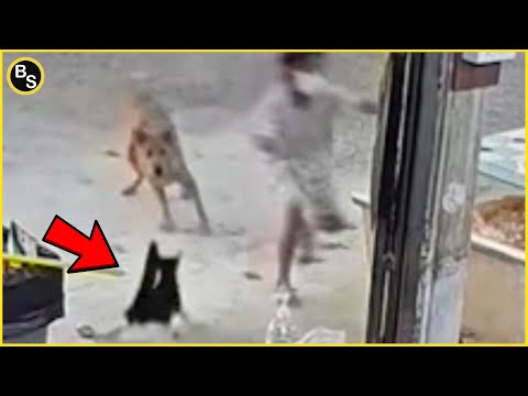 Видео: Героические коты спасают всех вокруг!