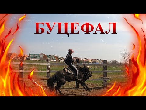 Видео: Буцефал.