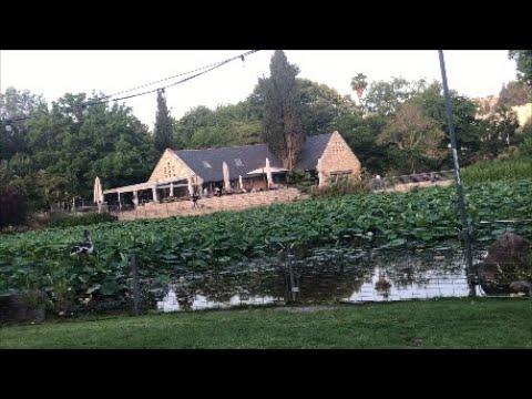 Видео: Ботанический Сад. Иерусалим...Botanic Garden. Jerusalem (Israel). May 2024.