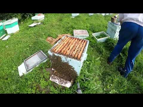 Видео: А говорят карника роится