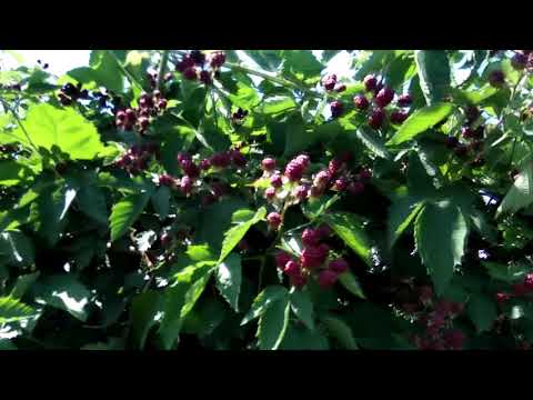 Видео: Ежевика Лох-тей, Урожай 2018г. 15 кг с погонного метра шпалеры.