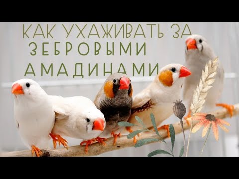 Видео: Уход за ЗЕБРОВЫМИ АМАДИНАМИ. Всё очень просто и понятно! #амадины #экзоты #экзотическиептицы #birds