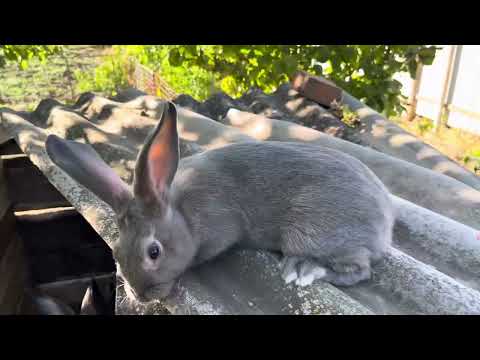 Видео: Краткий видеообзор моих кроликов #bunny #rabbit #животные #mybunny #кролики #farming #shortvideo 