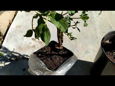 Видео: Посадка древовидного пиона