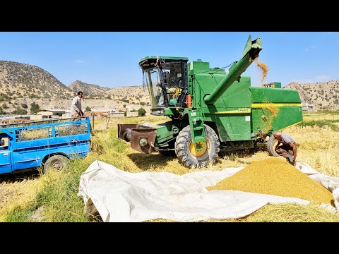 Видео: «Битва с природой за выживание | Суровая кочевая жизнь и искусство сортировки риса»