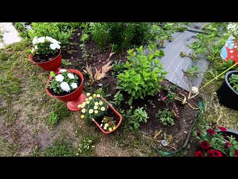 Видео: 12.06.25. 🌷🌷🌷Обзор дачи 🌺🌺🌺