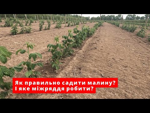 Видео: Як посадити малину. Міжряддя малини. Найкращий варіант посадки. Как посадить малину, междурядья