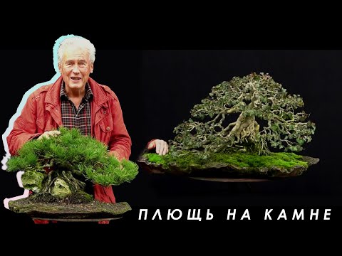 Видео: SandevBonsai - 2018. Бонсай сессия с Уолтером Поллом / Часть 1