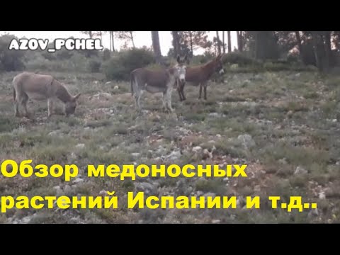 Видео: Обзор медоносных растений Испании (Overview of honey plants in Spain) #Пчеловодствов6тирамочныхульях
