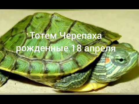 Видео: Тотем Черепаха рождённые 18 апреля