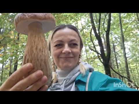 Видео: Сказочной лес грибов, часть первая🫶
