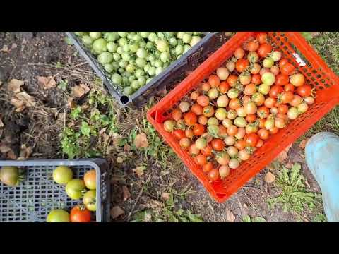 Видео: Сбор урожая в открытом грунте🍅#обзор 