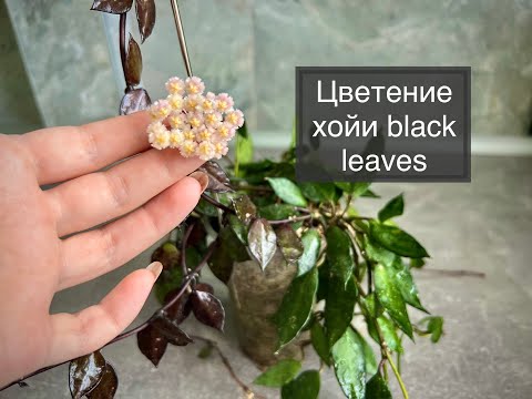 Видео: Цветение хойи Kroniana Black Leaves