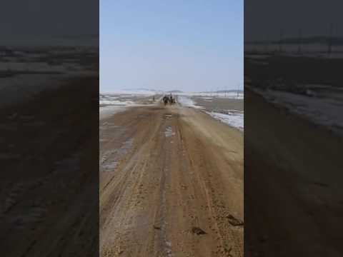 Видео: Архат тай жарыс