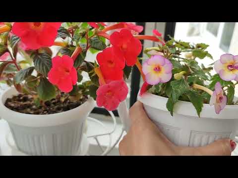 Видео: Идеальные сезонные растения для балкона. Ахименесы.