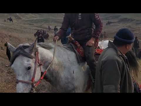 Видео: Фуркатта аламан улак