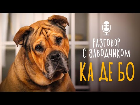 Видео: Разговор с заводчиком: ка де бо // Самая добрая охранная собака / история породы