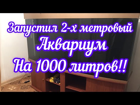 Видео: Запустил аквариум на 1000 литров