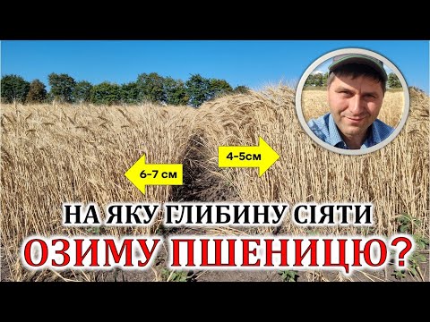 Видео: На яку глибину сіяти озиму пшеницю?