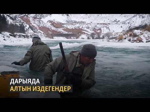 Видео: Дарыяда алтын издегендер