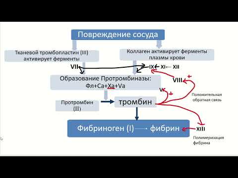 Видео: Физиология крови. Часть 4. Гемостаз.