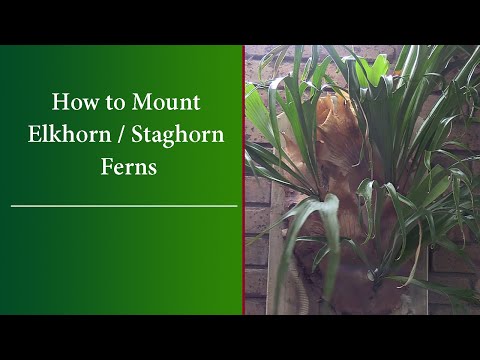 Видео: Как посадить папоротники «Олений рог» и «Элкхорн» — уход, обрезка и удобрение — ПОЛНАЯ демонстрация