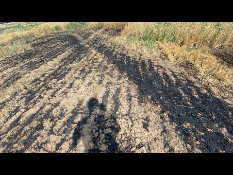 Видео: Пожар на поле. Ремонт радиатора на комбайне Вектор. Уборка 2024