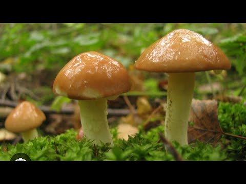 Видео: ГРИБНЫЕ НОВОСТИ! НА 20 Е ИЮЛЯ вот что мне удалось добыть в лесу! ЧУДЕСА ПРИРОДЫ